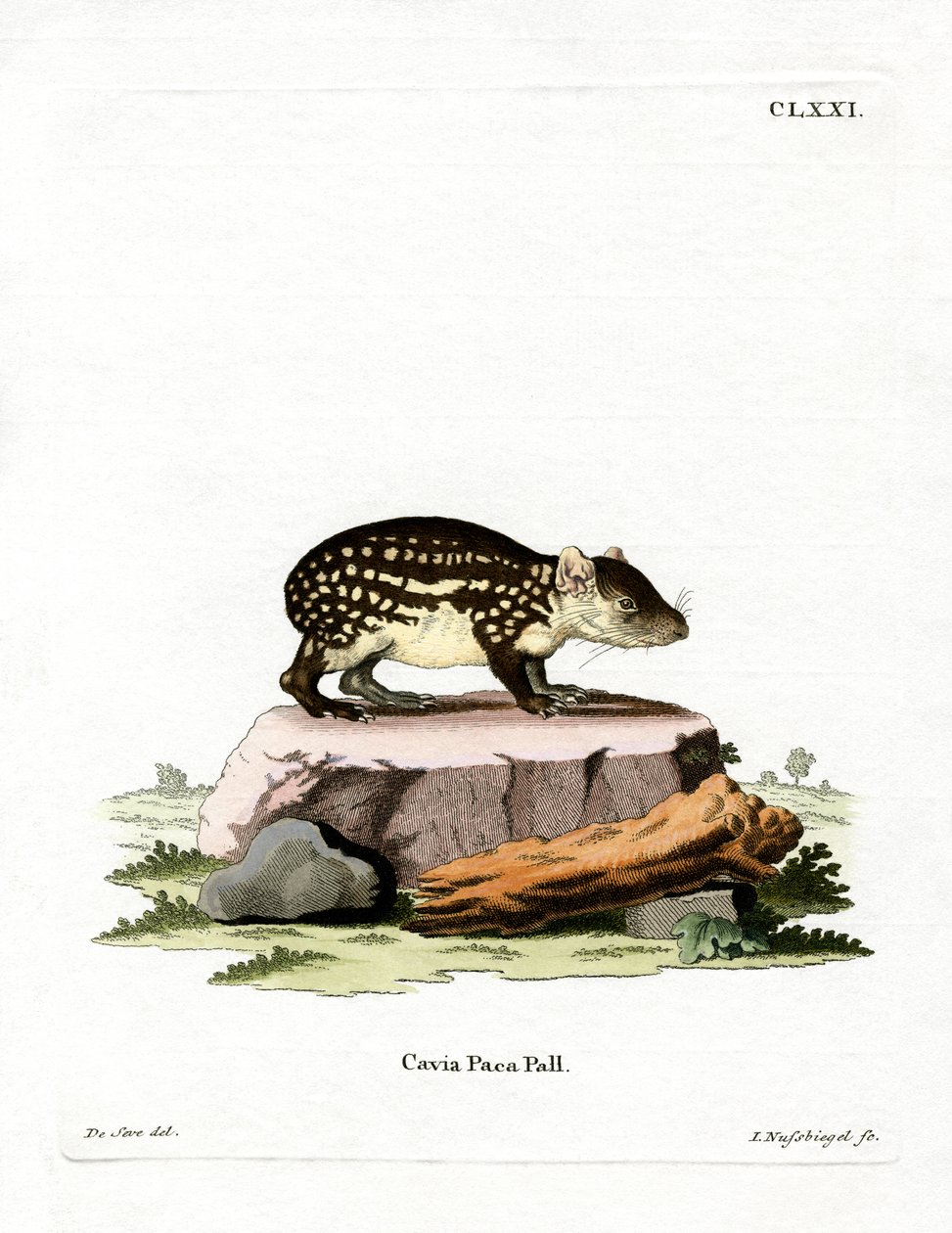 Paca (renkli gravür) by German School