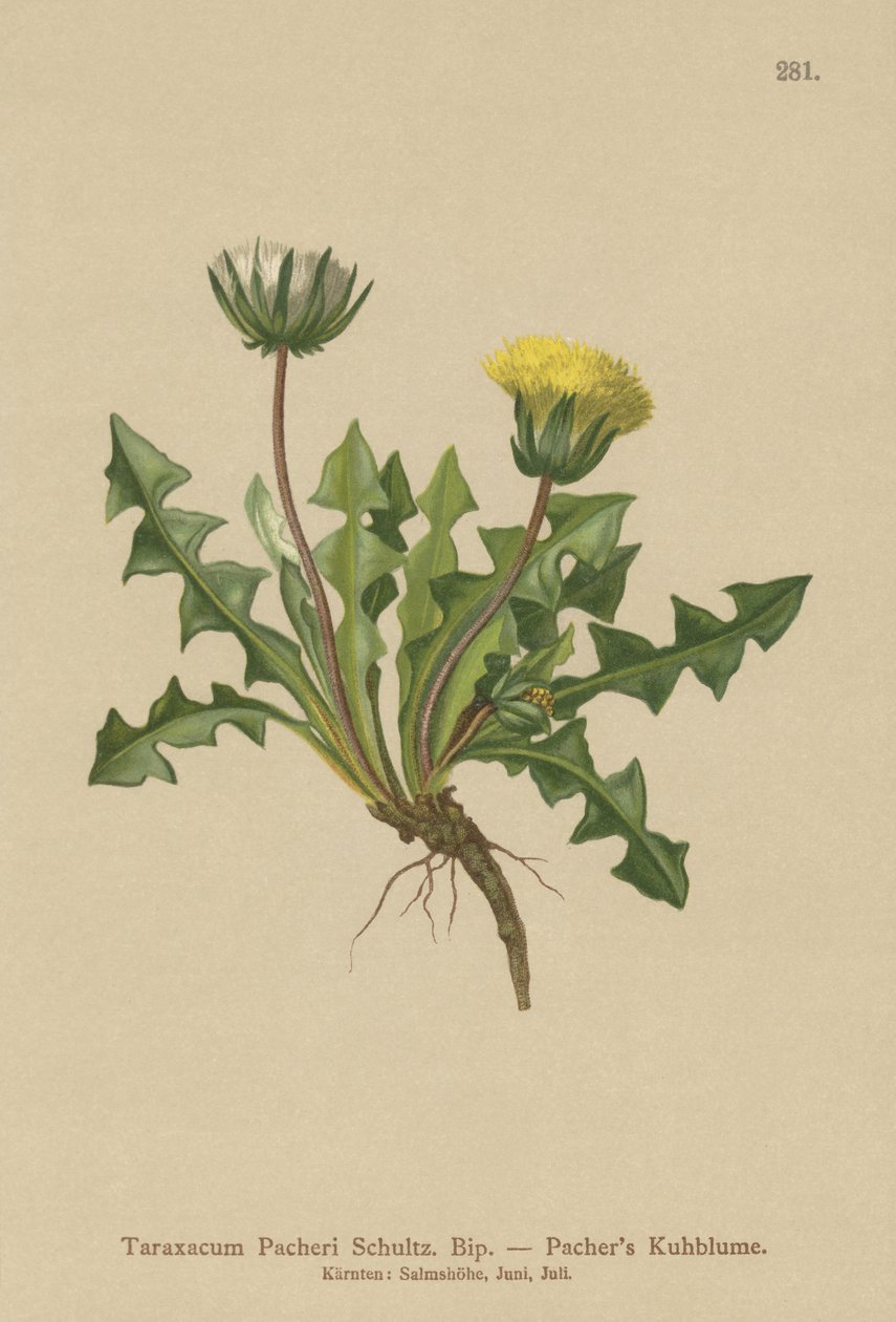 Pacheris Karahindiba (Taraxacum Pacheri) by German School