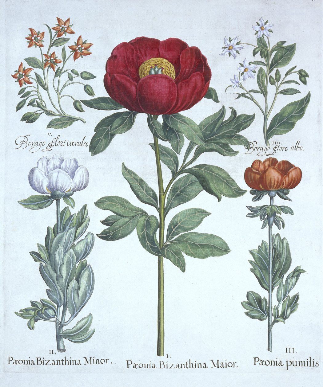 Paeonies ve Borage, from Hortus Eystettensis, Basil Besler (1561-1629), pub. 1613 (el boyaması gravür) by German School