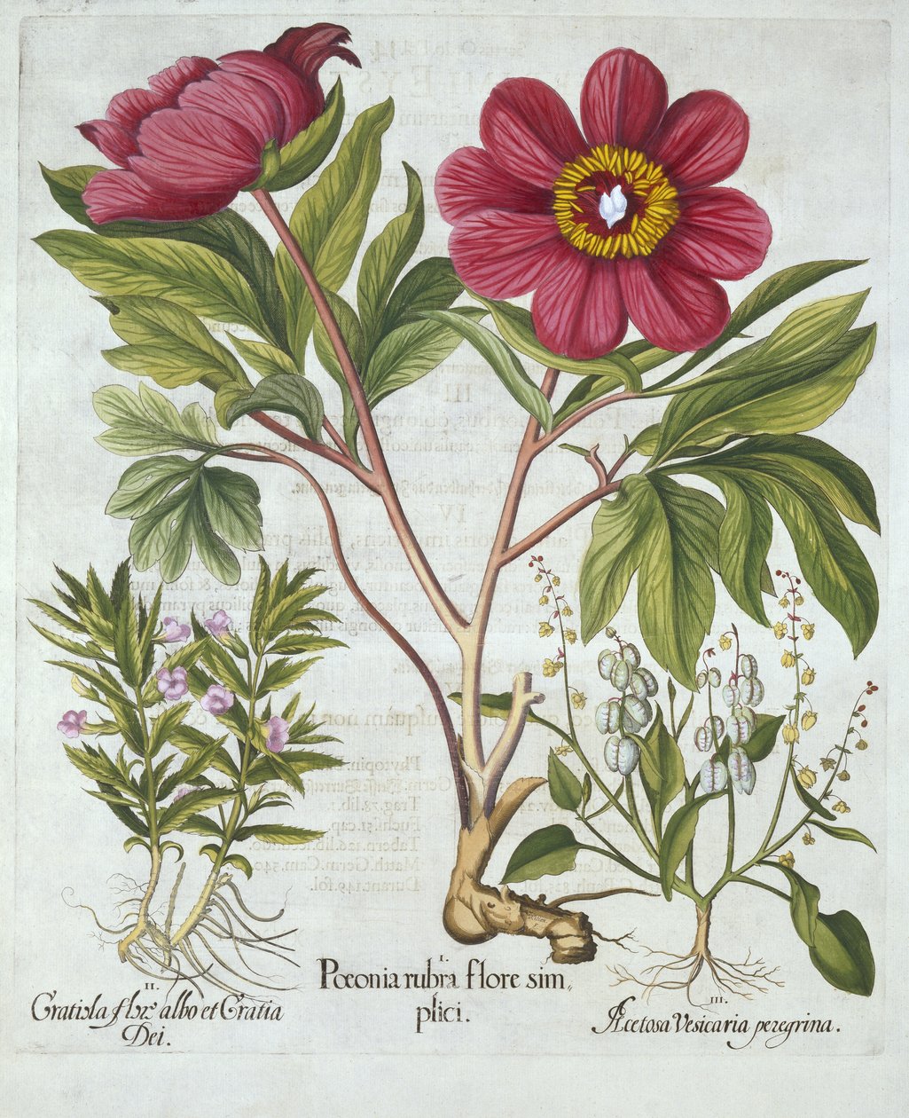 Paeony, Hedge Hyssop and Sheeps Sorrel, from Hortus Eystettensis, Basil Besler (1561-1629), pub. 1613 (el boyaması gravür) by German School