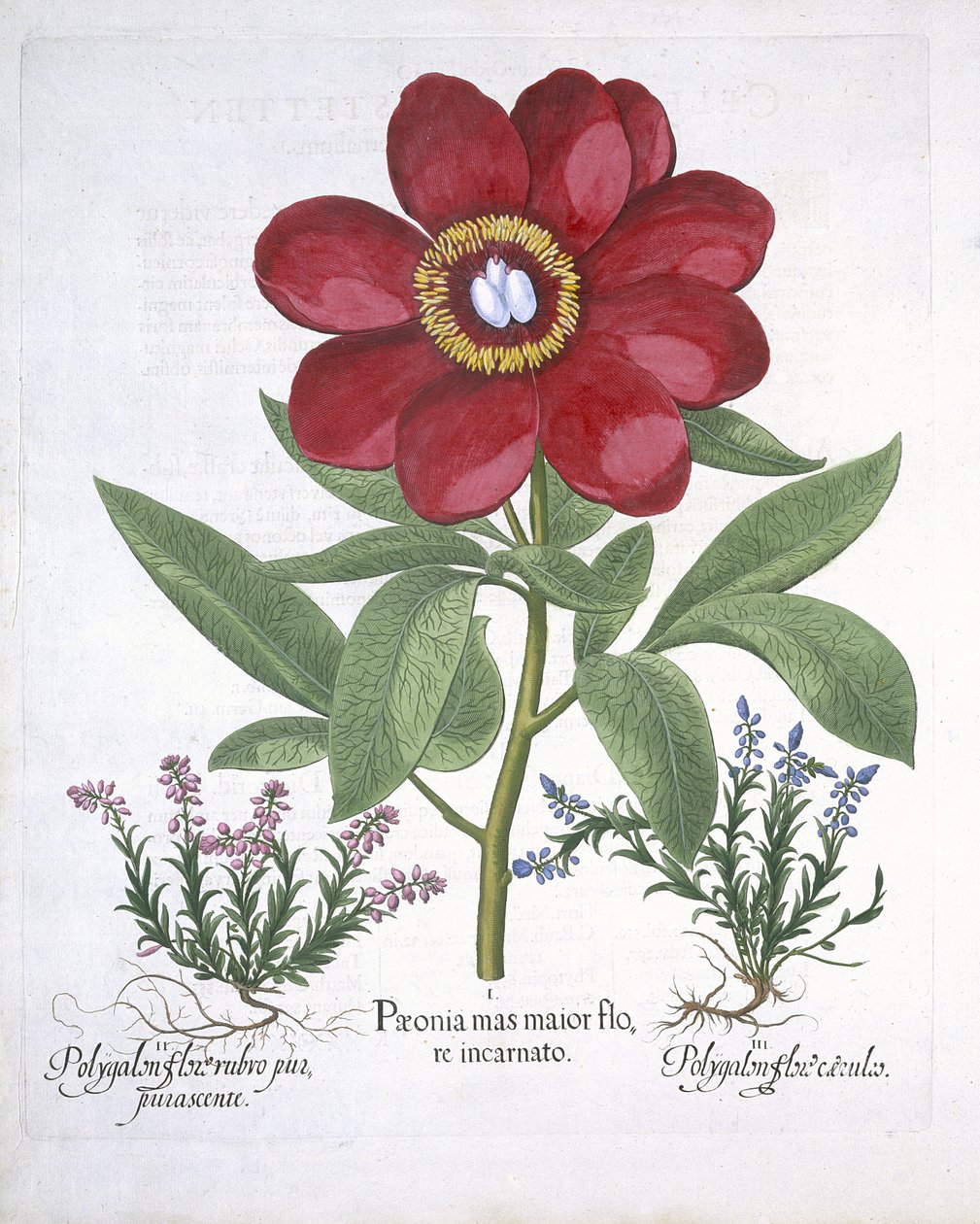 Paeony ve iki Polygalon, Hortus Eystettensis