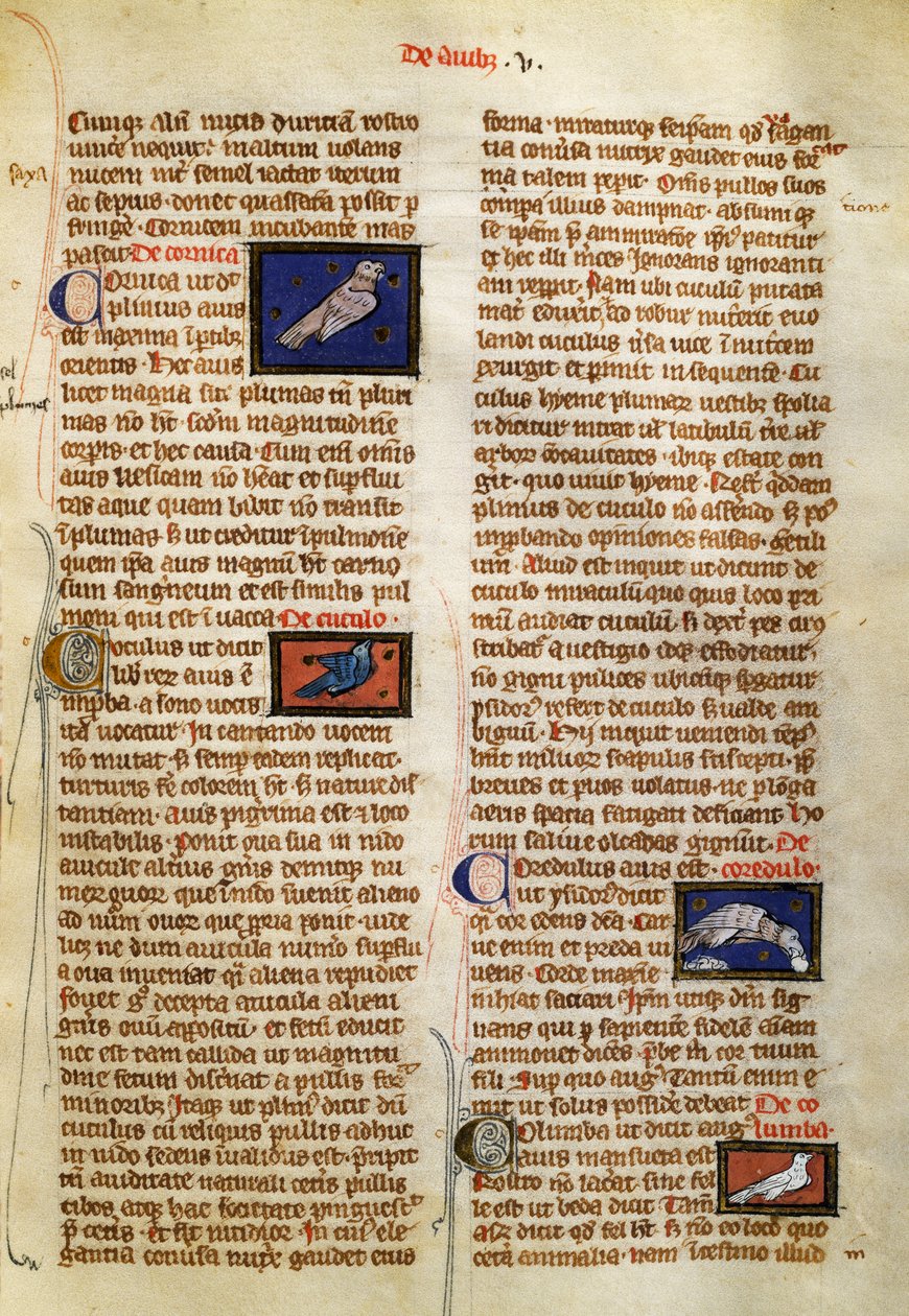 Albertus Magnus