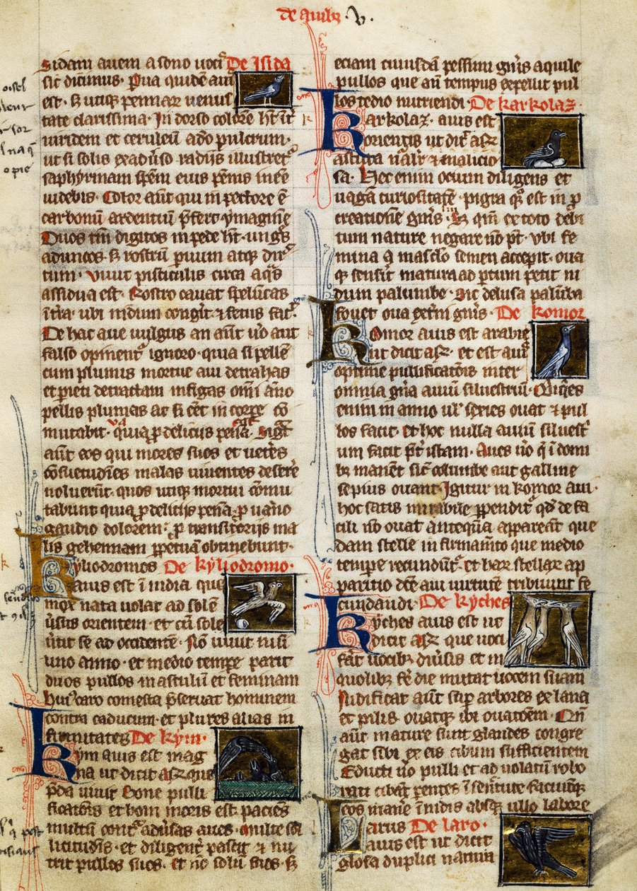 Albertus Magnus