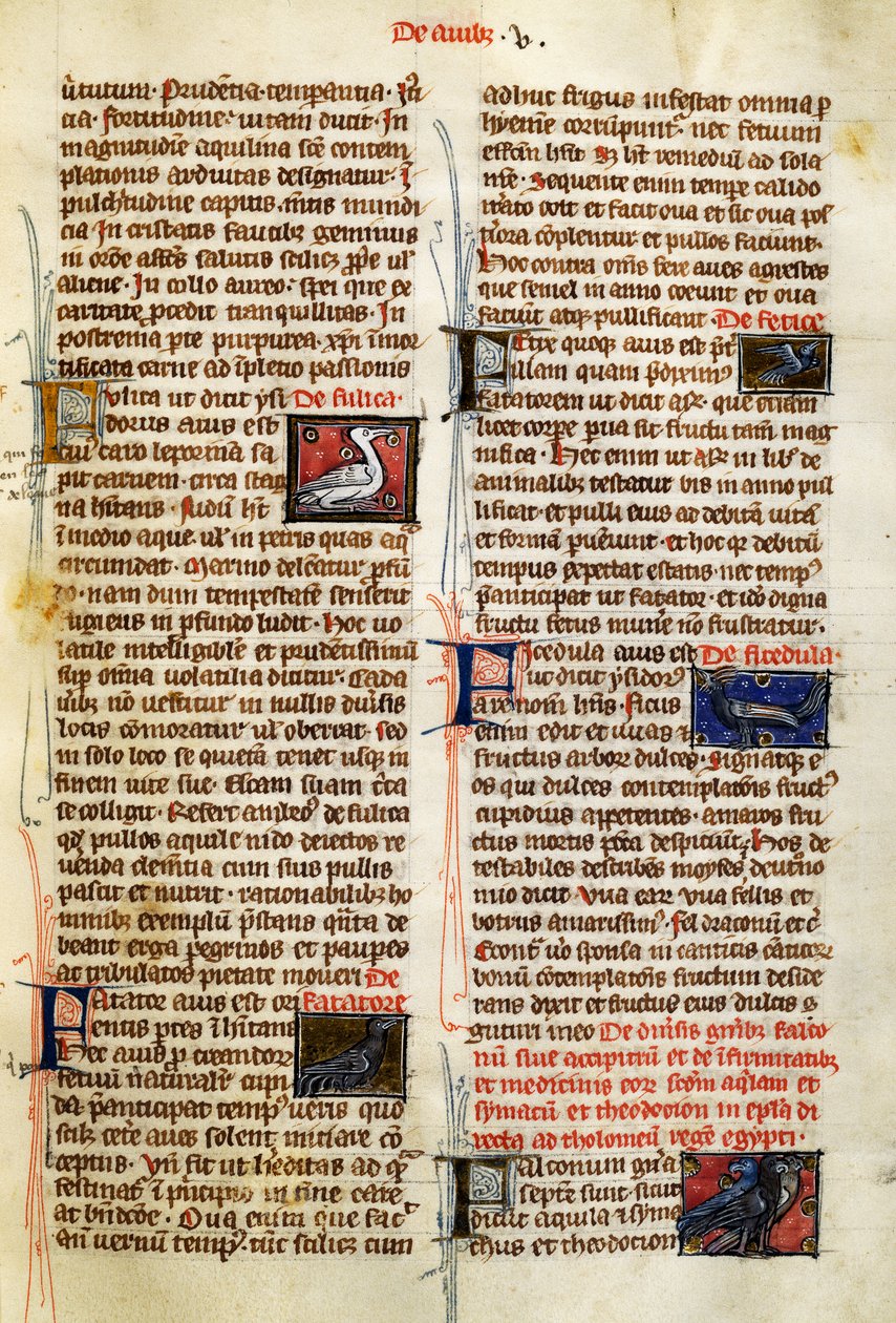 Albertus Magnus
