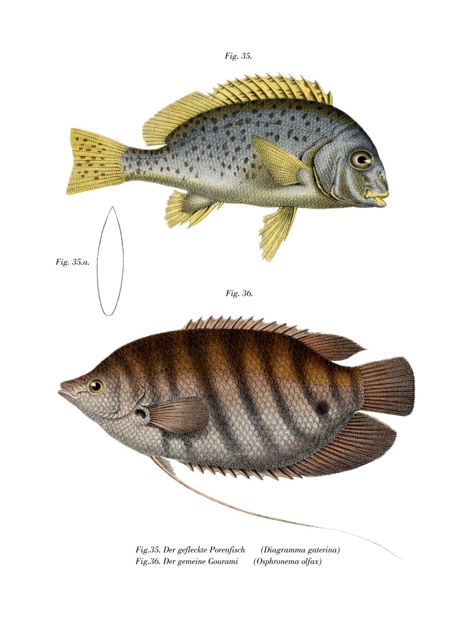 Boyalı Sweetlips (renkli lito) by German School