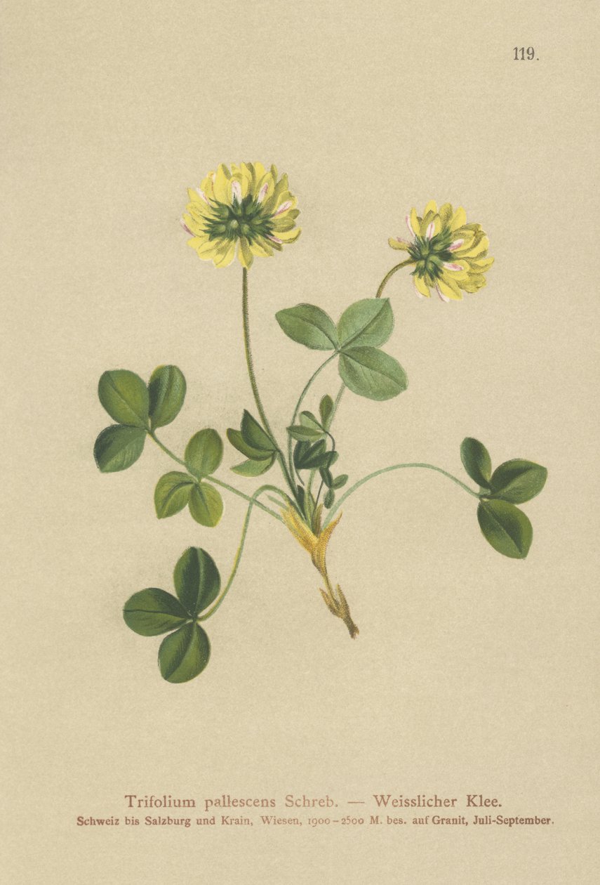 Soluk Yonca (Trifolium pallescens) by German School