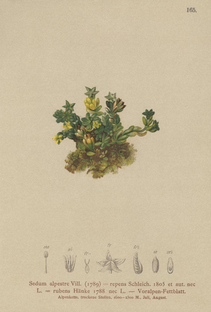 Soluk Stonecrop (Sedum alpestre, Sedum repens, Sedum rubens) by German School