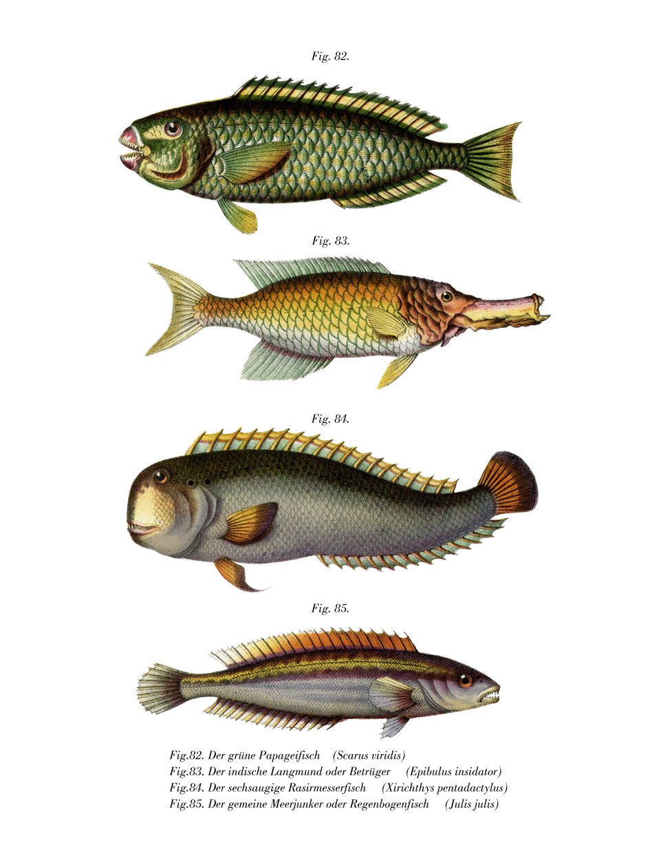 Palecheek Parrotfish (renkli taş) by German School
