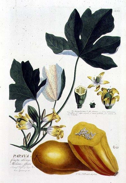 Johann Jakob Haid (1704-67) tarafından kazınmış Papaya, bir botanik kitaptan plaka 7, pub. Augustus Vind tarafından (renkli gravür) by German School