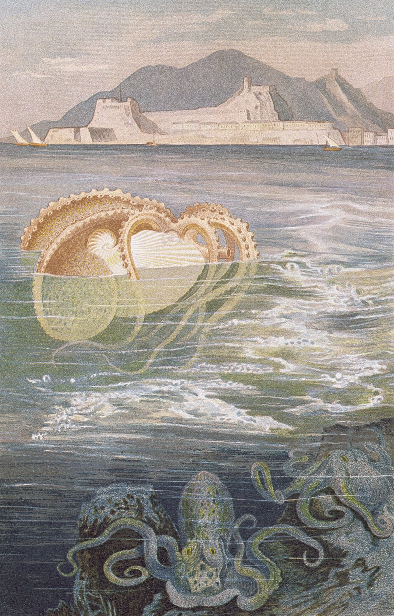 Kağıt Nautilus, Brehms Tierleben