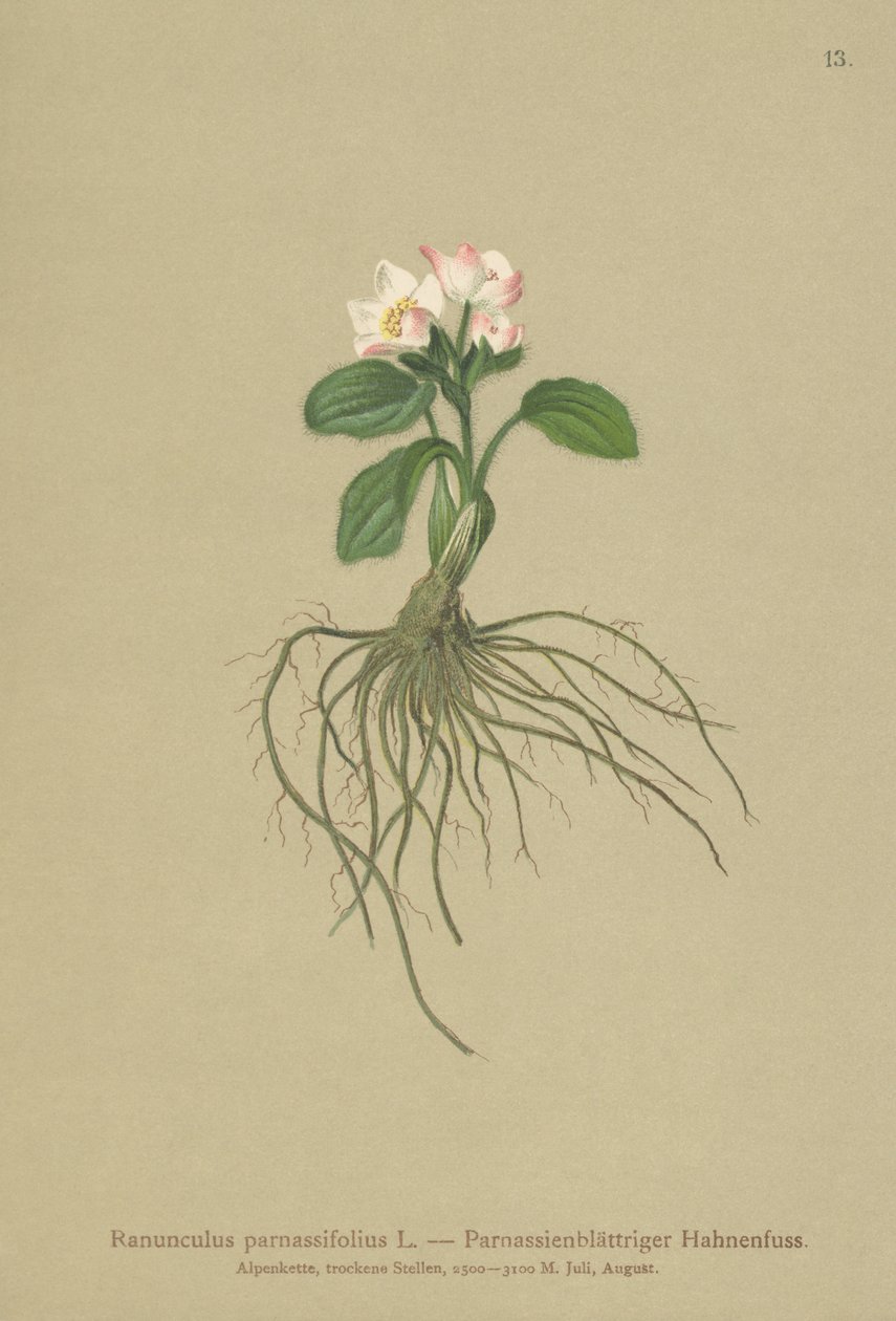 Parnassia yapraklı Crowfoot (Ranunculus parnassifolius) by German School
