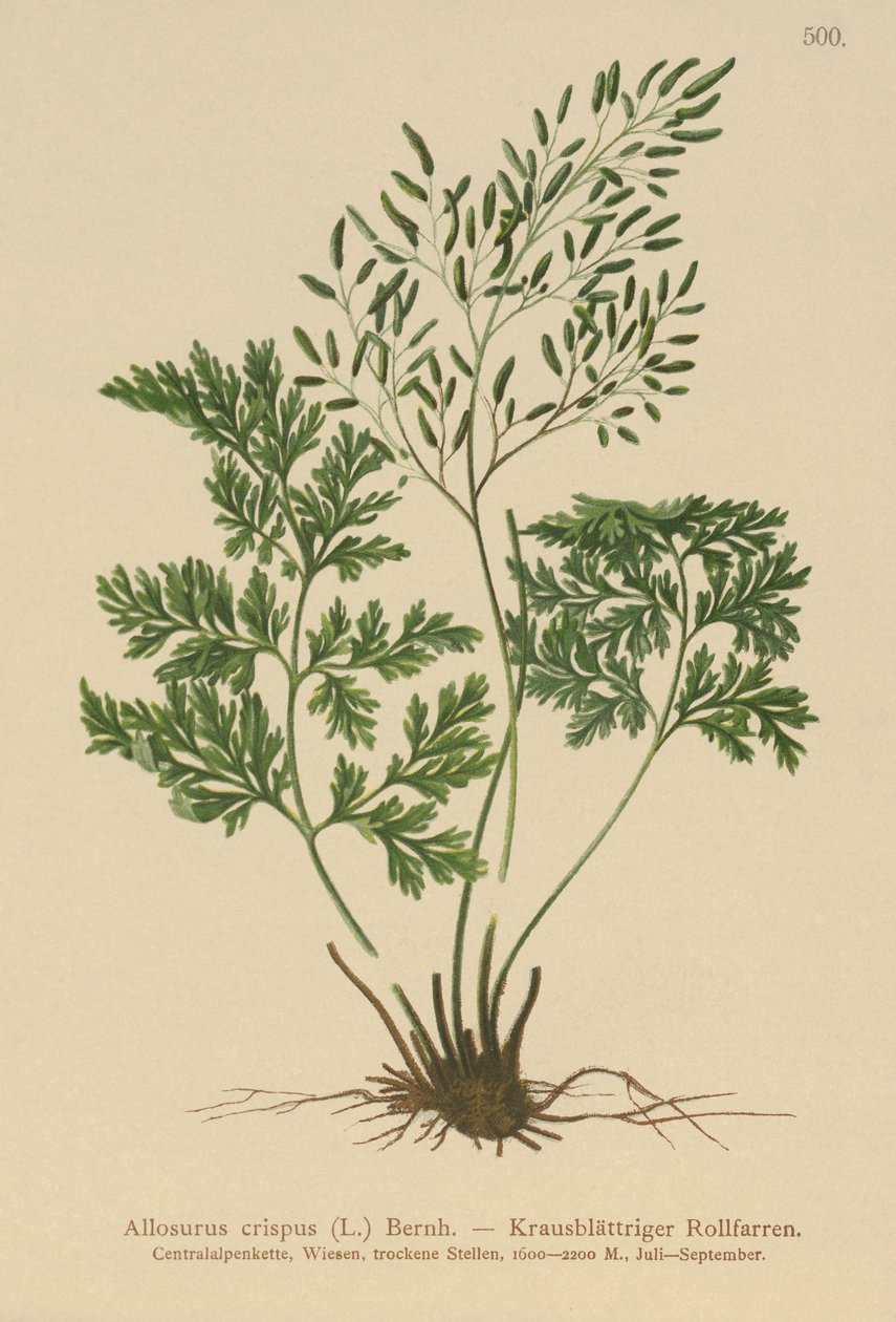 Maydanoz Eğreltiotu (Allosurus Crispus, Cryptogramma Crista, Osmunda Crista, Allosorus Crispus) by German School
