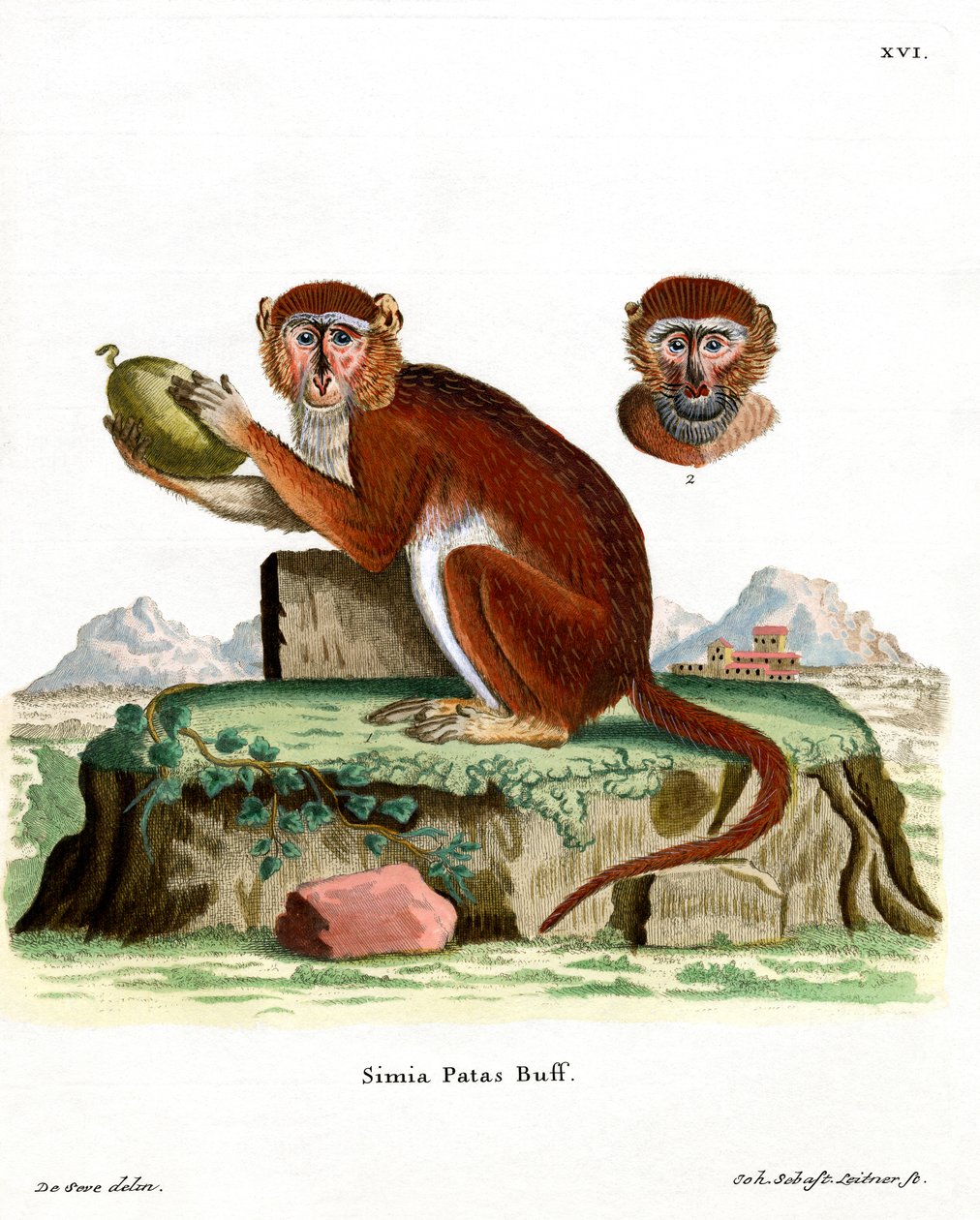 Patas Maymunu (renkli gravür) by German School
