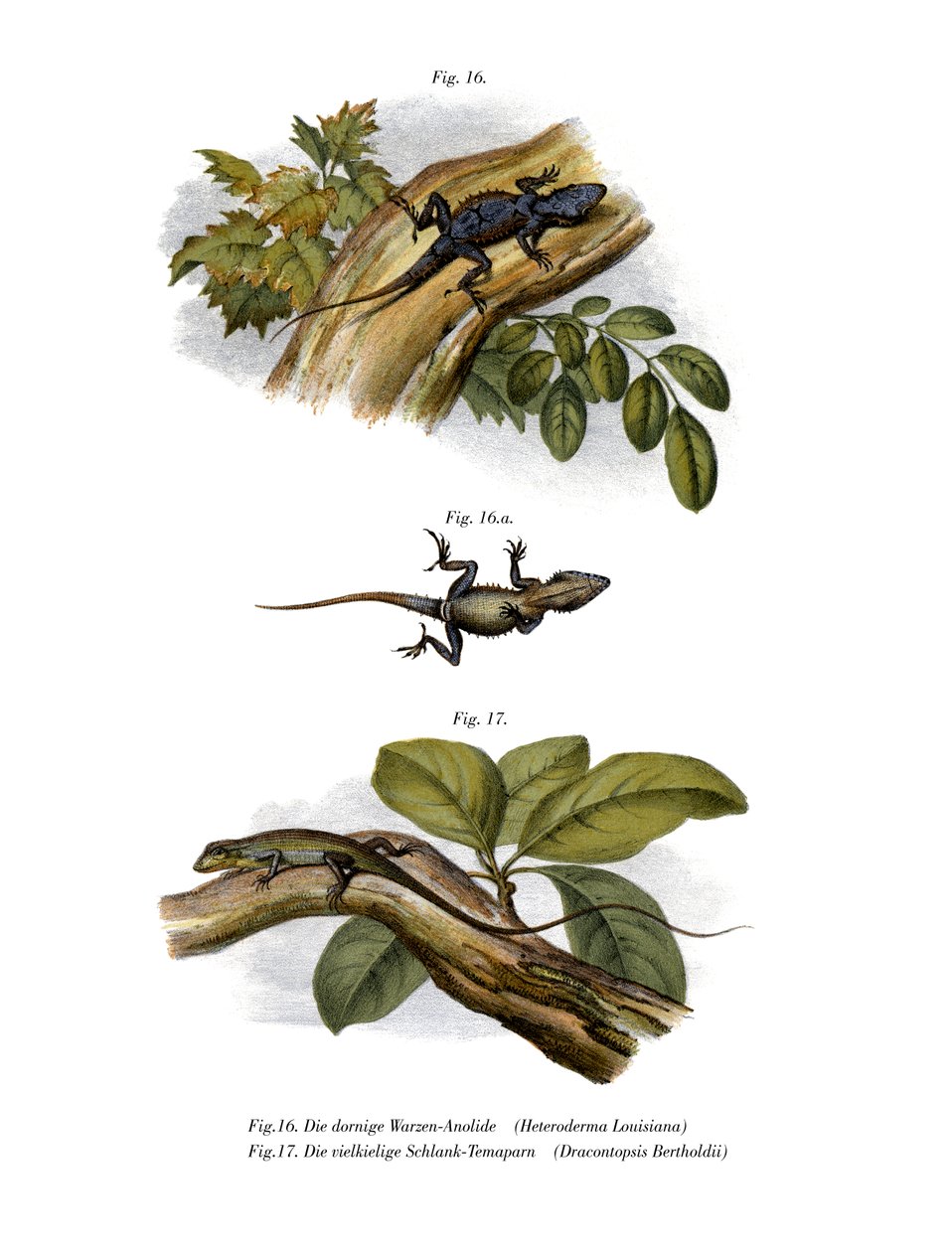 Şeftali Anole (renkli taş) by German School