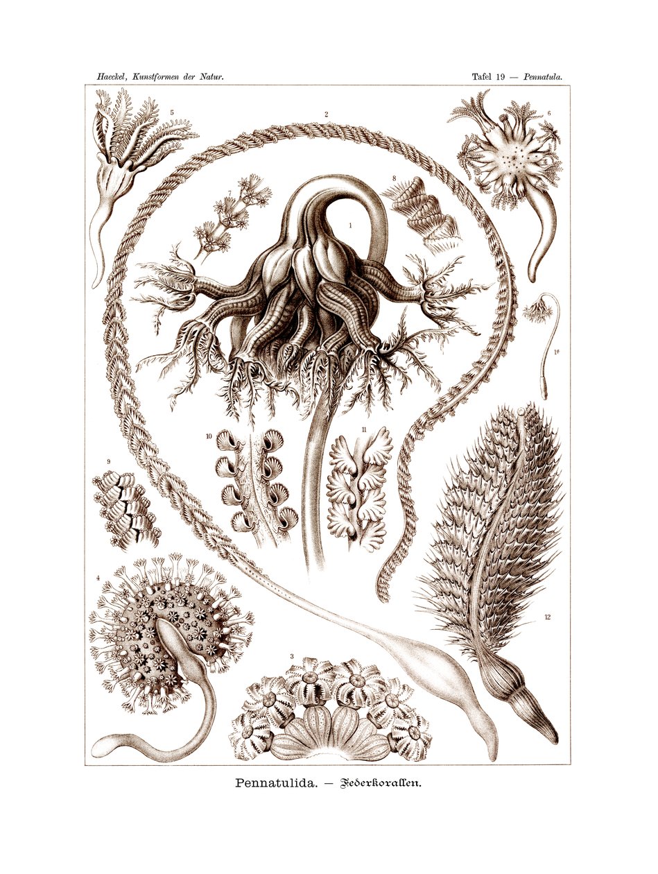 Pennatulida, 1899-1904 by German School