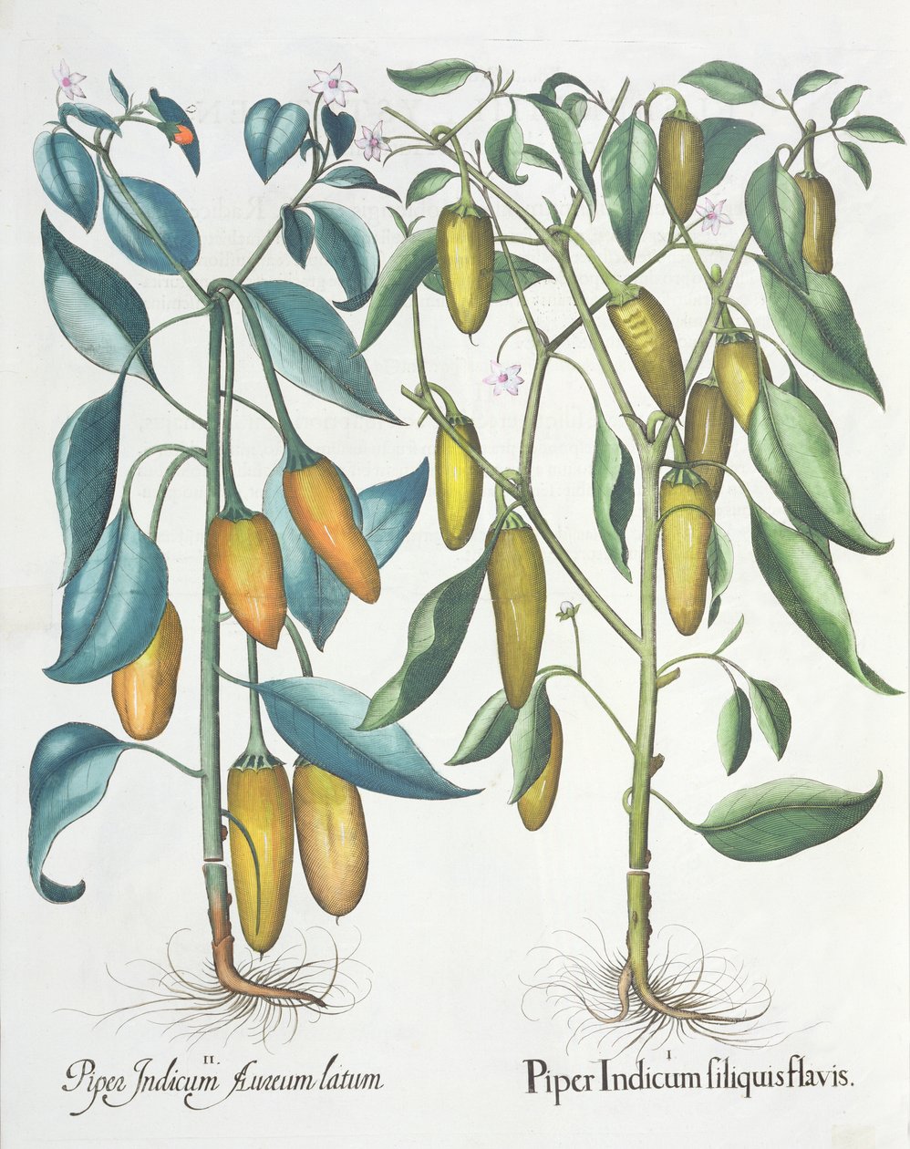 Biber: 1.Piper Hint sarısı 2.Piper Indicum aureum latum, Hortus Eystettensis
