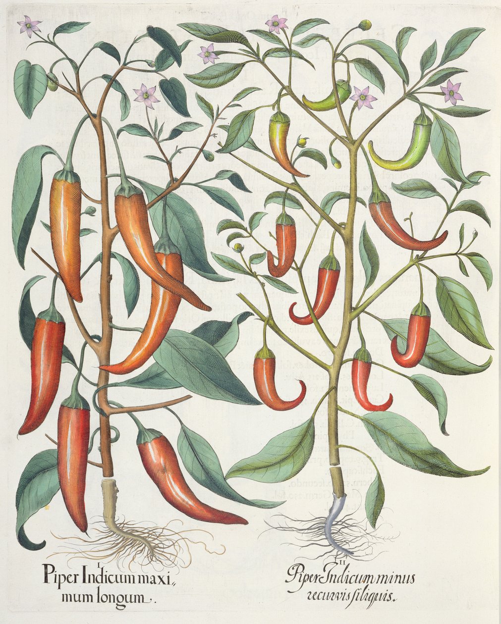 Biberler: 1.Piper Indicum longum; 2.Piper Indicum minus recurvis filiquis, Basil Besler