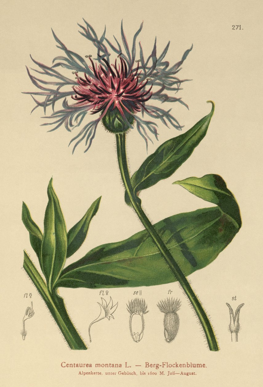 Çok Yıllık Peygamber Çiçeği (Centaurea montana) by German School