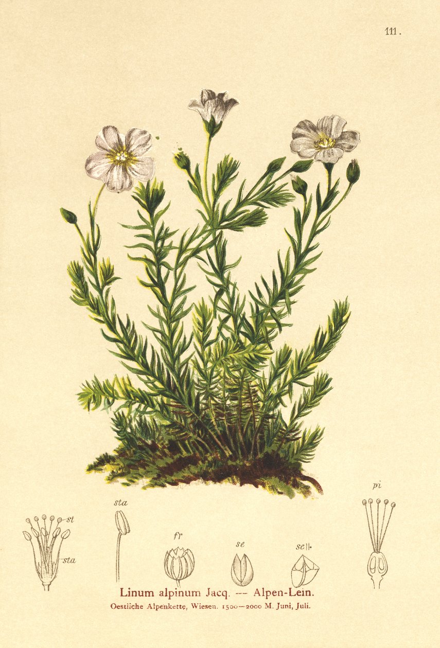 Çok Yıllık Keten (Alpenum, Linum perenne) by German School