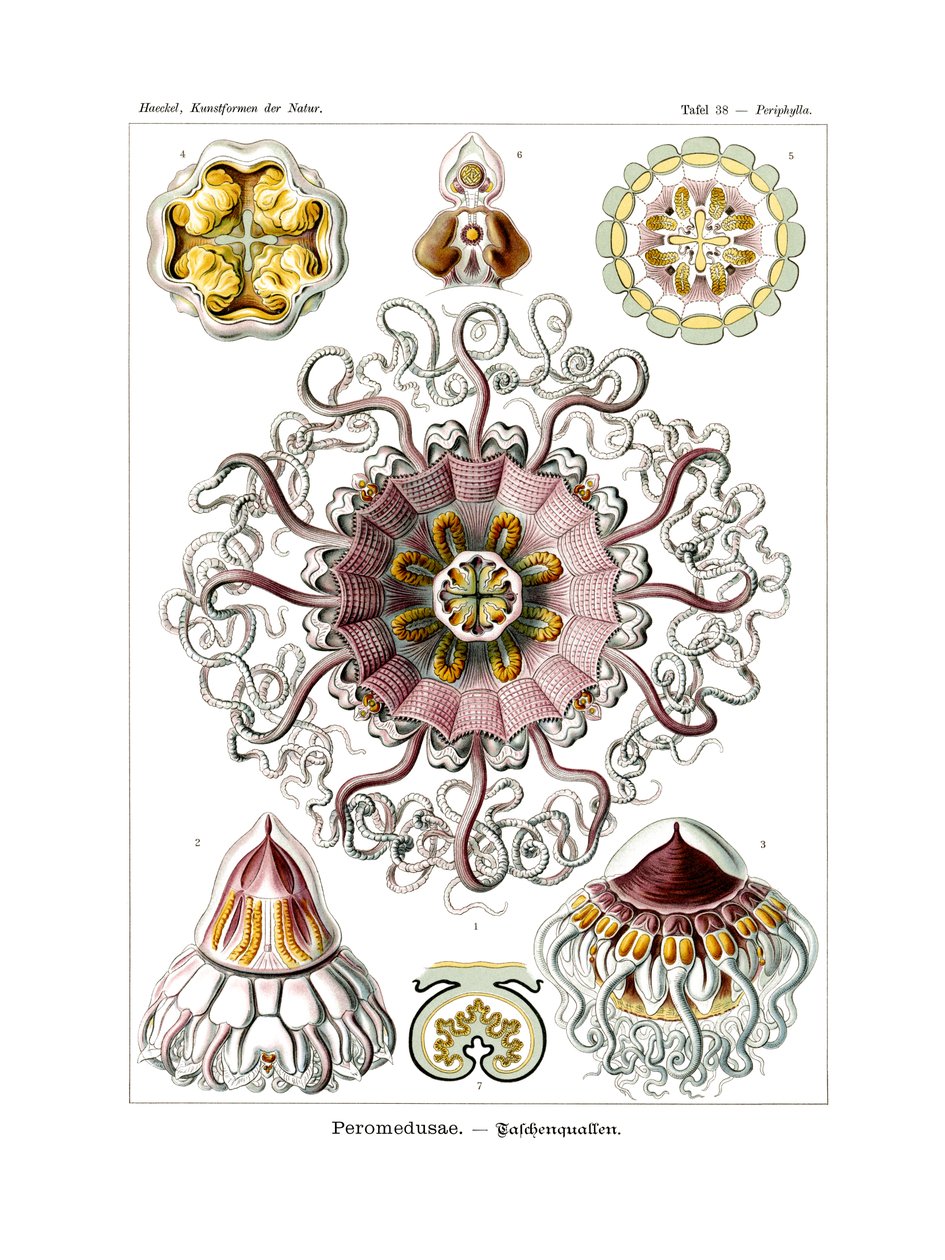 Peromedusae, 1899-1904 by German School