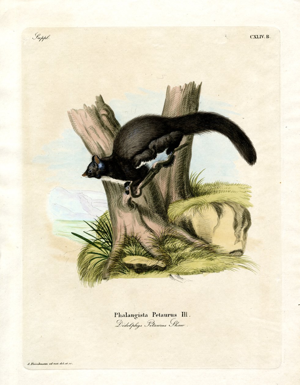 Petaurine Opossum (renkli gravür) by German School