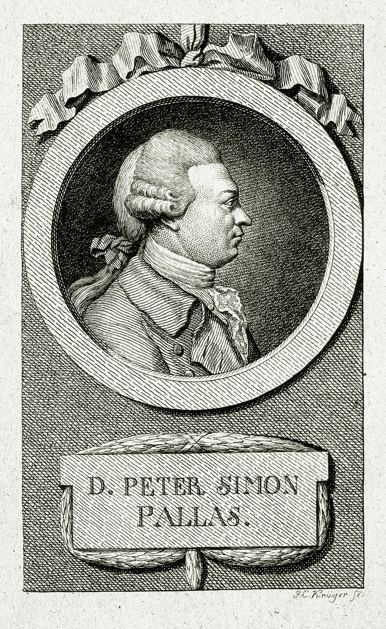 Peter Simon Pallas