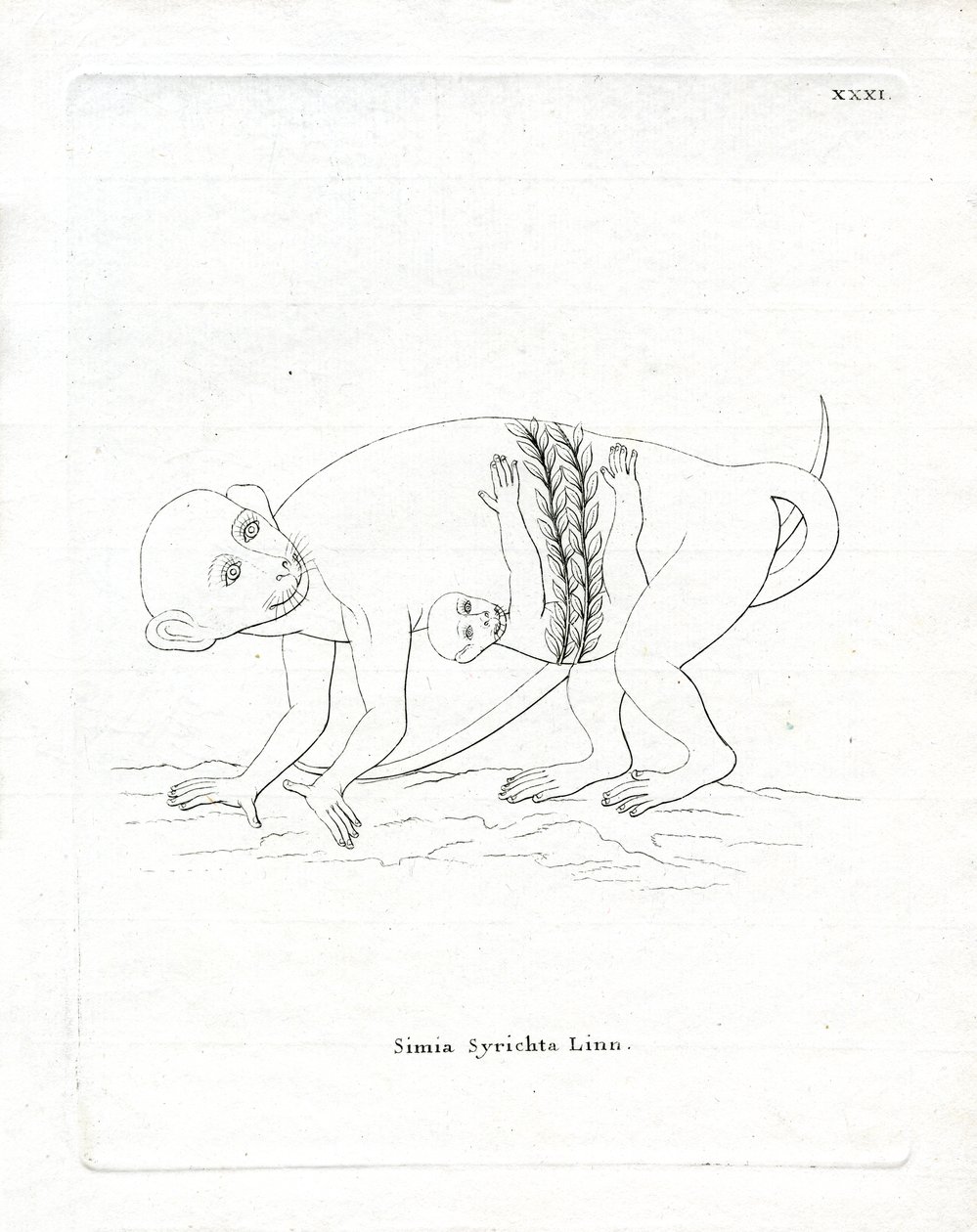 Filipin Tarsier (renkli gravür) by German School