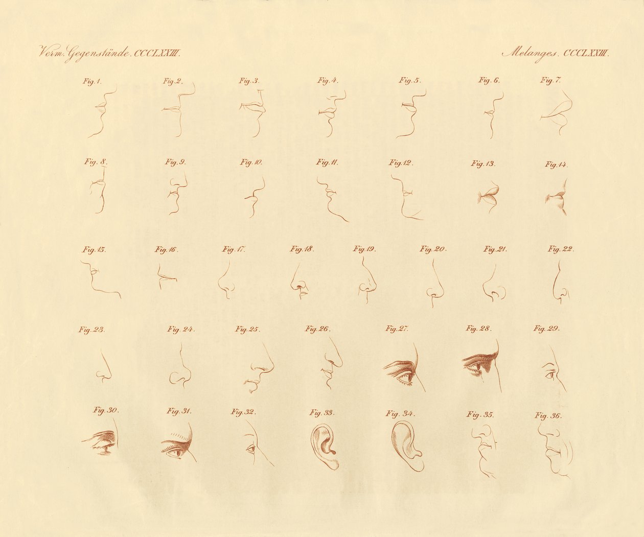 Duyu organı ve bağlantılı kısımların fizyonomik anlatımı (renkli gravür) by German School