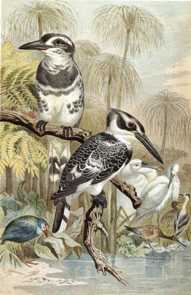 Pied Kingfisher, "Brehms Tierleben: Allgemeine Kunde des Tierreichs", cilt 5, s.60, Bibliographisches Institut tarafından yayınlanan plaka by German School