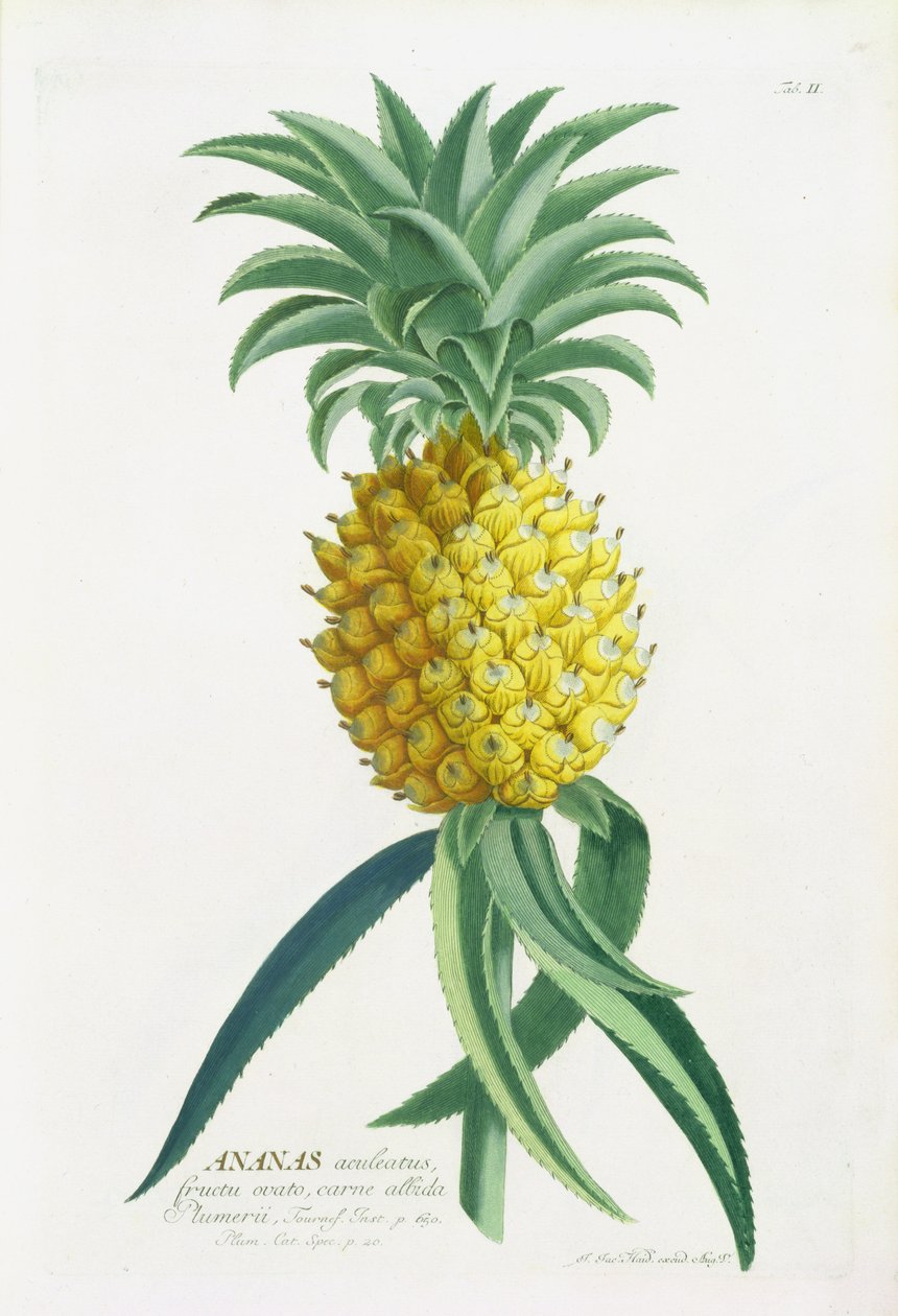 Johann Jakob Haid (1704-67) tarafından oyulmuş ananas by German School