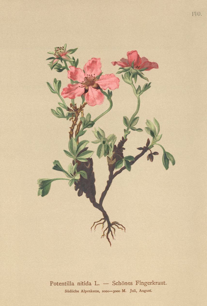 Pembe Cinquefoil (Potentilla nitida) by German School