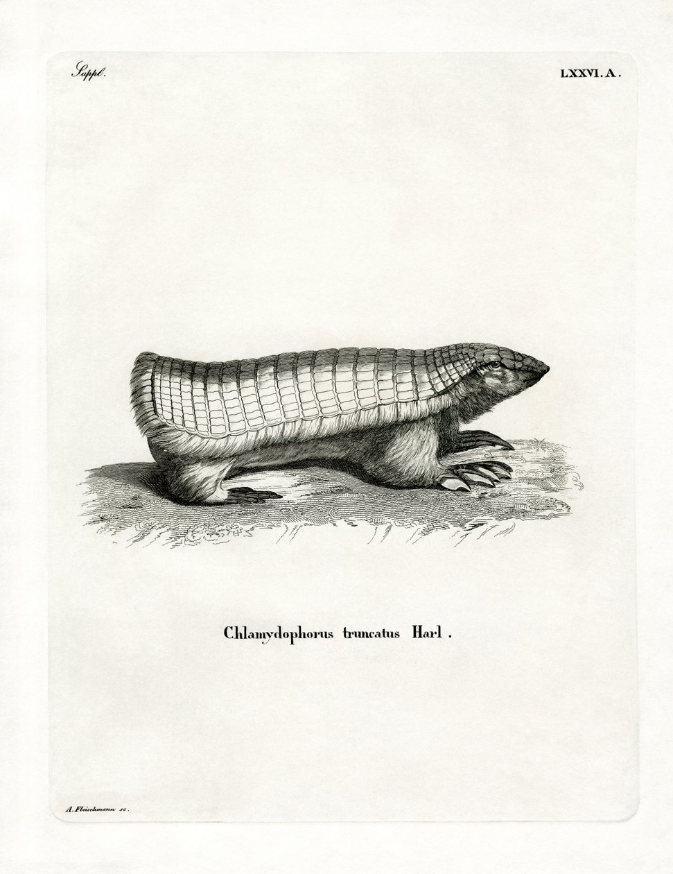 Pembe Peri Armadillo (renkli gravür) by German School