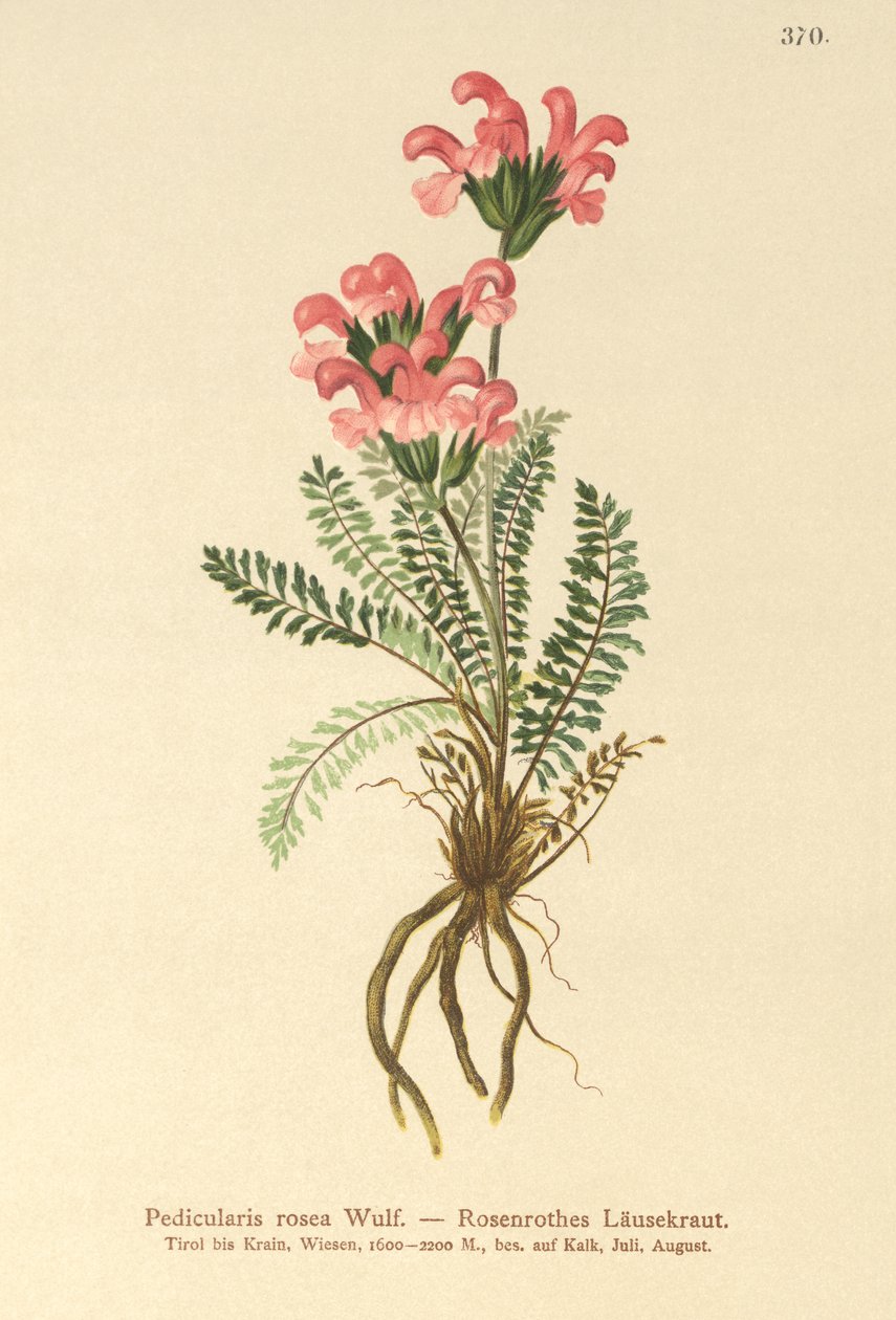 Pembe Luswort (Pedicularis rosea) by German School