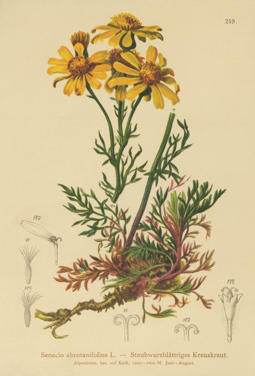 Pinnate yapraklı Ragwort (Senecio abrotanifolius, Jacobaea abrotanifolia) by German School