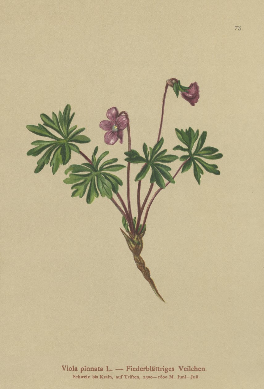 Pinnate Menekşe (Viola pinnata) by German School