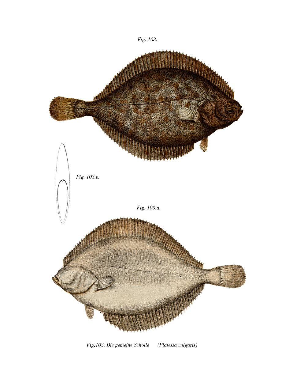 Plaice (renkli taş) by German School