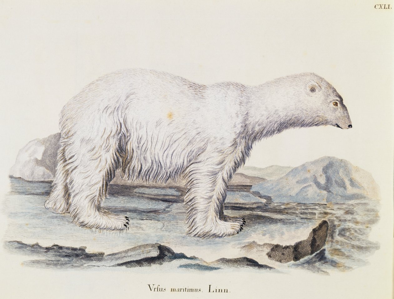 Kutup ayısı (Ursus maritimus), Johann Christian Daniel von Schreber (1739-1810) tarafından Doğadan tasvir edilen Memelilerden, Marechal tarafından çizildikten sonra IC Bock tarafından gravür, cilt 3, tablo 141, Almanya by German School
