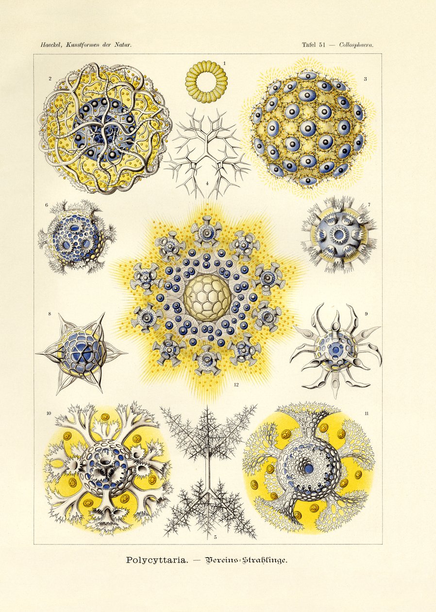 polisitaria by German School