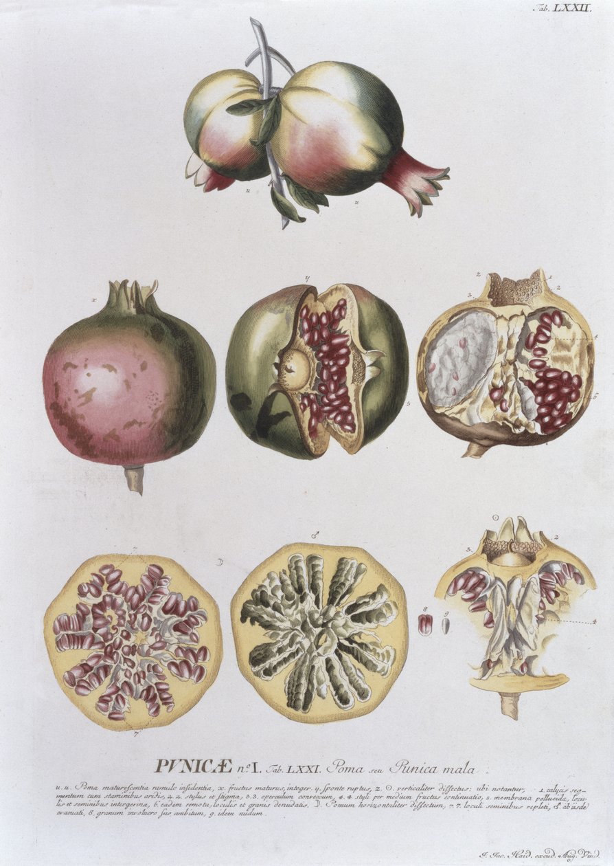 Johann Jakob Haid (1704-67) tarafından bir botanik kitaptan 72 numaralı plakaya oyulmuş nar, pub. Augustus Vind tarafından by German School