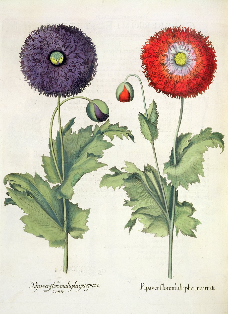 Gelincikler: 1. Birden fazla çiçekte haşhaş; 2. Basil Besler (1561-1629), pub. 1613 by German School