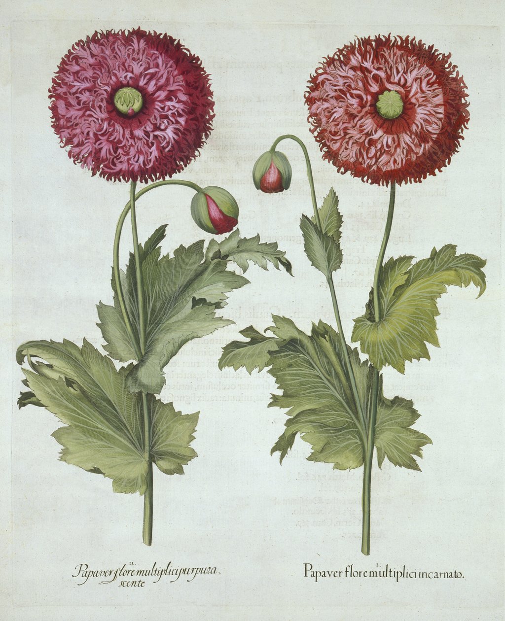 Hortus Eystettensis