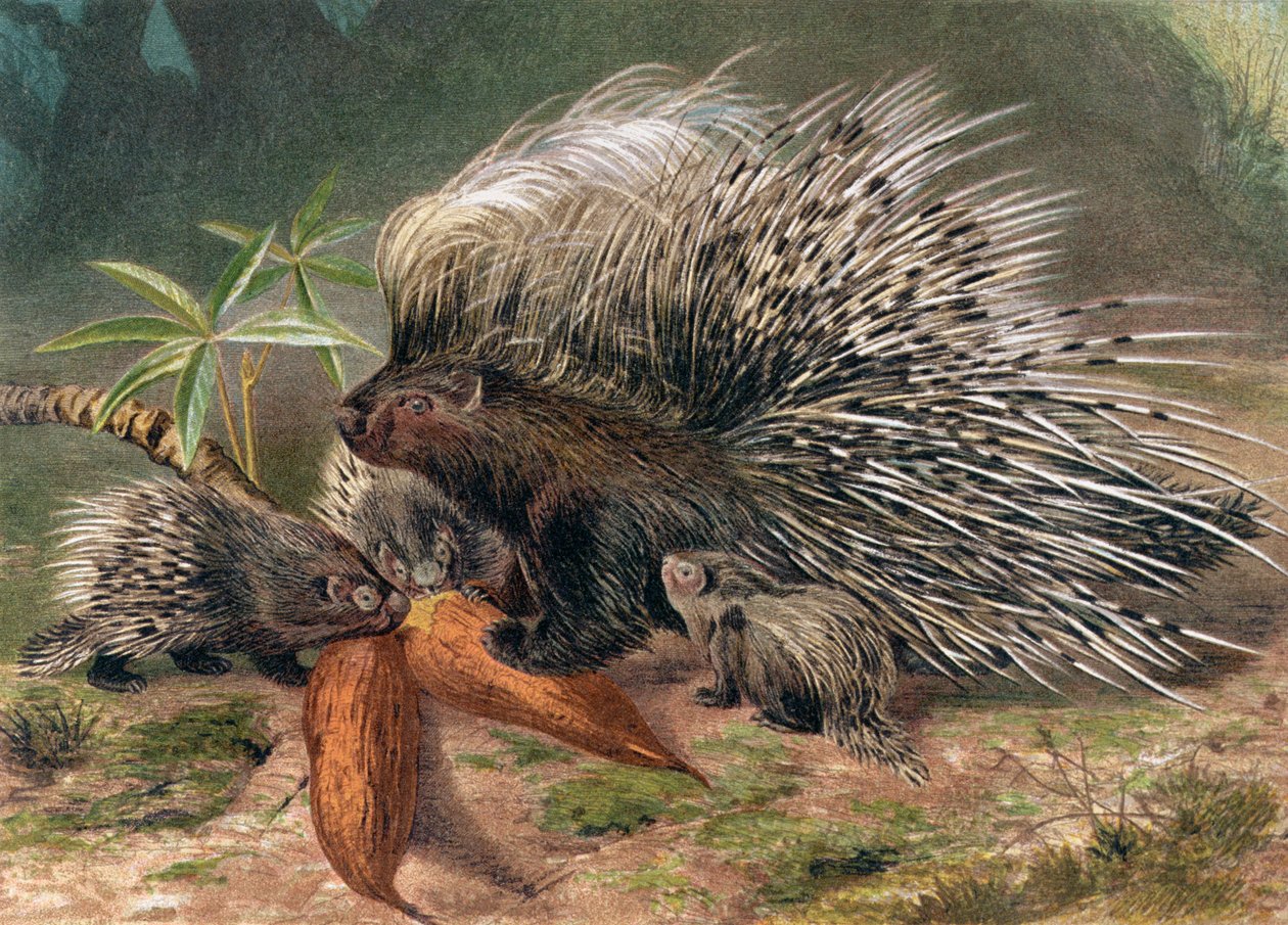 Kirpi, Brehms Tierleben