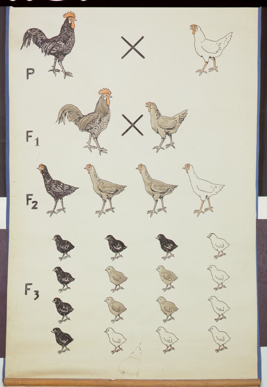Tavuklarda Mendel Yasasını gösteren poster by German School