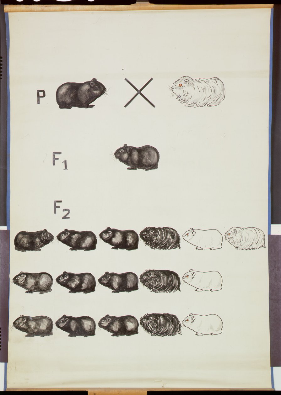 Gine Domuzlarında Mendel Yasasını gösteren poster by German School