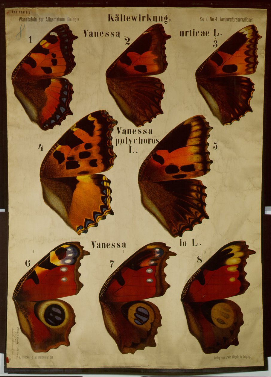 Sıcaklığın farklı kelebek türleri üzerindeki etkisini gösteren poster by German School