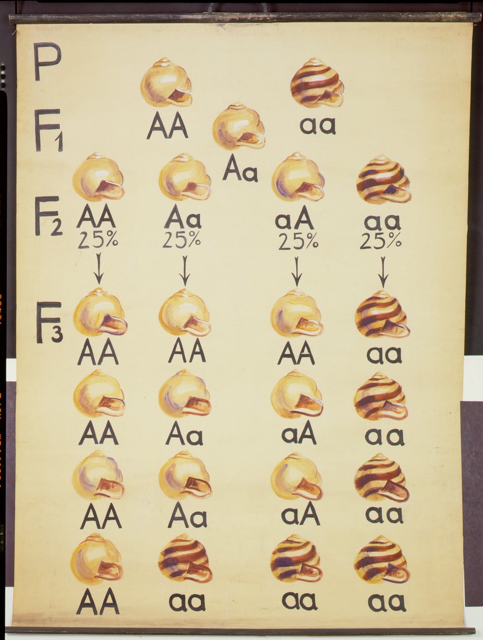 Cepea Salyangoz Posteri by German School