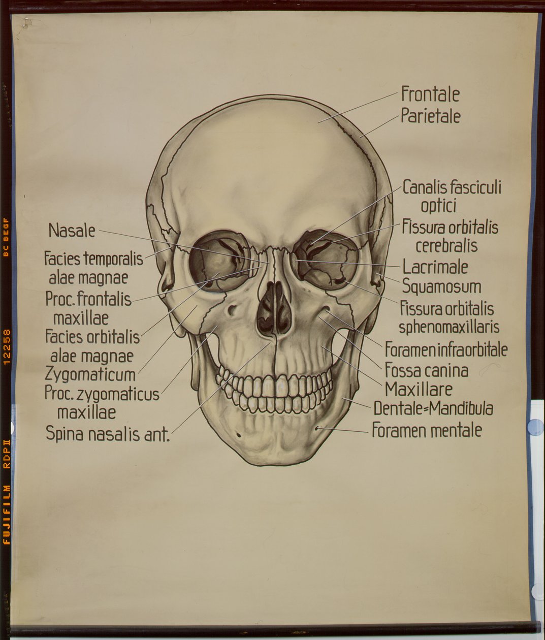 Bir insan kafatası posteri by German School
