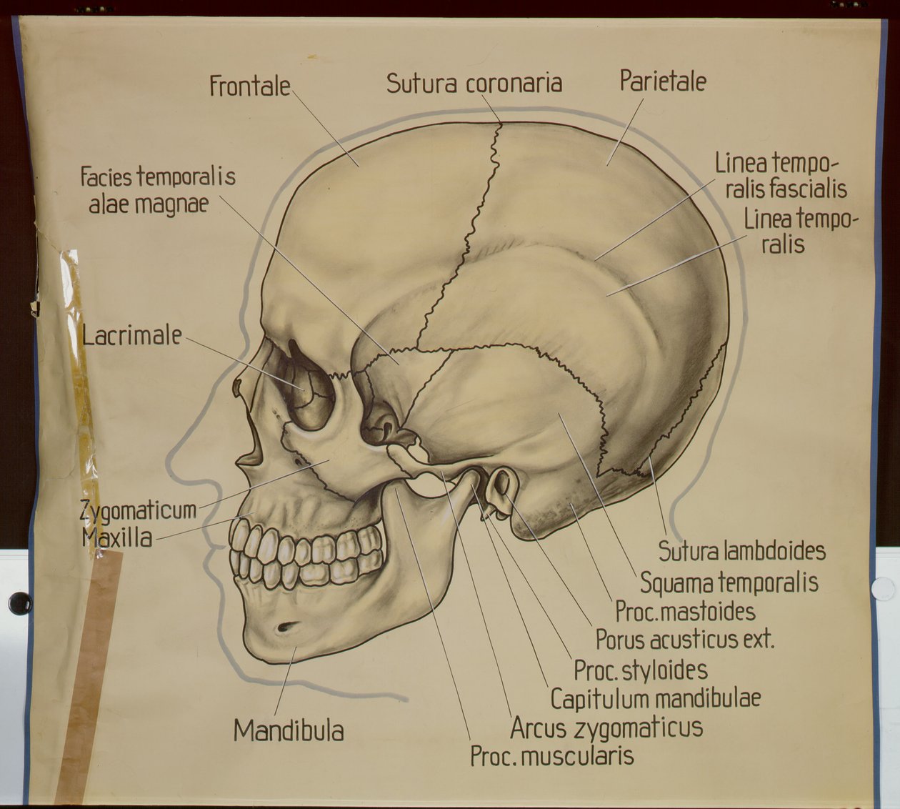 Bir insan kafatasının yandan görünüşünün posteri by German School