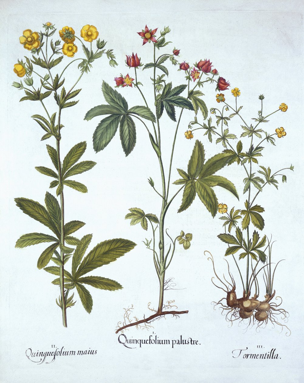 Potentillas, from Hortus Eystettensis, Basil Besler (1561-1629), yayın. 1613 (el boyaması gravür) by German School