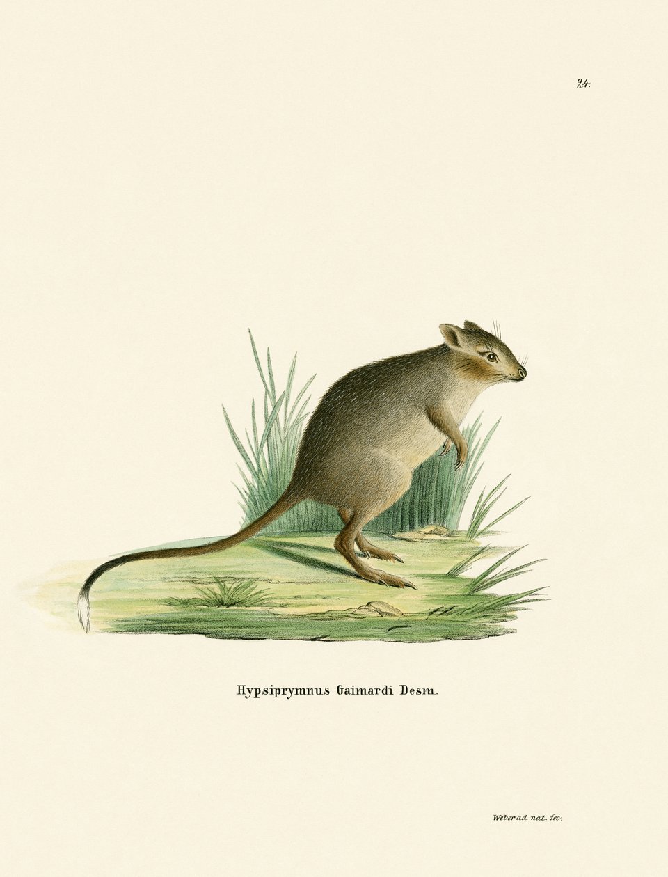 Potoroo (renkli gravür) by German School